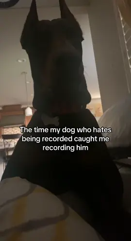 Ig im not sneaky chat #doberman #fy 