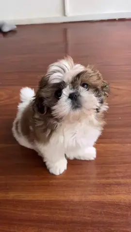Na galeria só tem ele 🐶🐾 #shitzu #filhote #foryou #fy #dog #photo #tiktok 