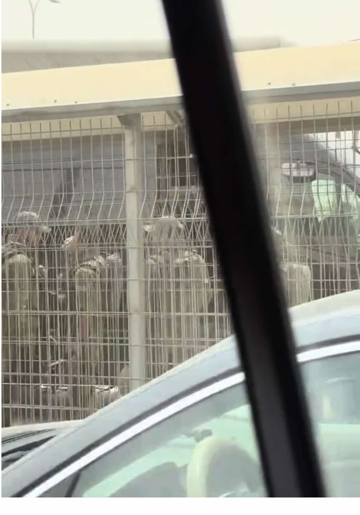 Travelling through Palestine, West Bank. This is not Gaza. #palestine #travel #fyp #twins #middleeastern #ArabTikTok #westbank 