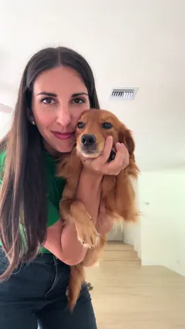 Harry knew I hated that carpet. #fosterdog #reporter #news #fosterdogsoftiktok #rescuedog #dogsoftiktok #training