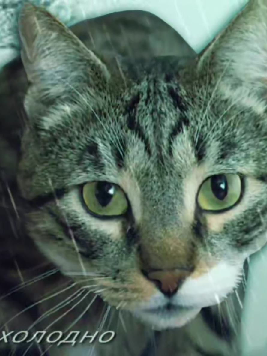 мне холодно #tweening #fyp #cat #alightmotion #xyzbca 