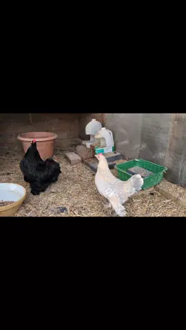 #StupidChicken #FunnyAnimals #AnimalComedy #ChickenFails #LaughOutLoud #HilariousPets #PetHumor #ChickenVideo #SillyChicken #PetFails #AnimalVids #FunnyChickens #LaughingBirds #AwkwardAnimals #FarmLife #QuirkyPets #ViralComedy #CrazyChickens #PetLovers