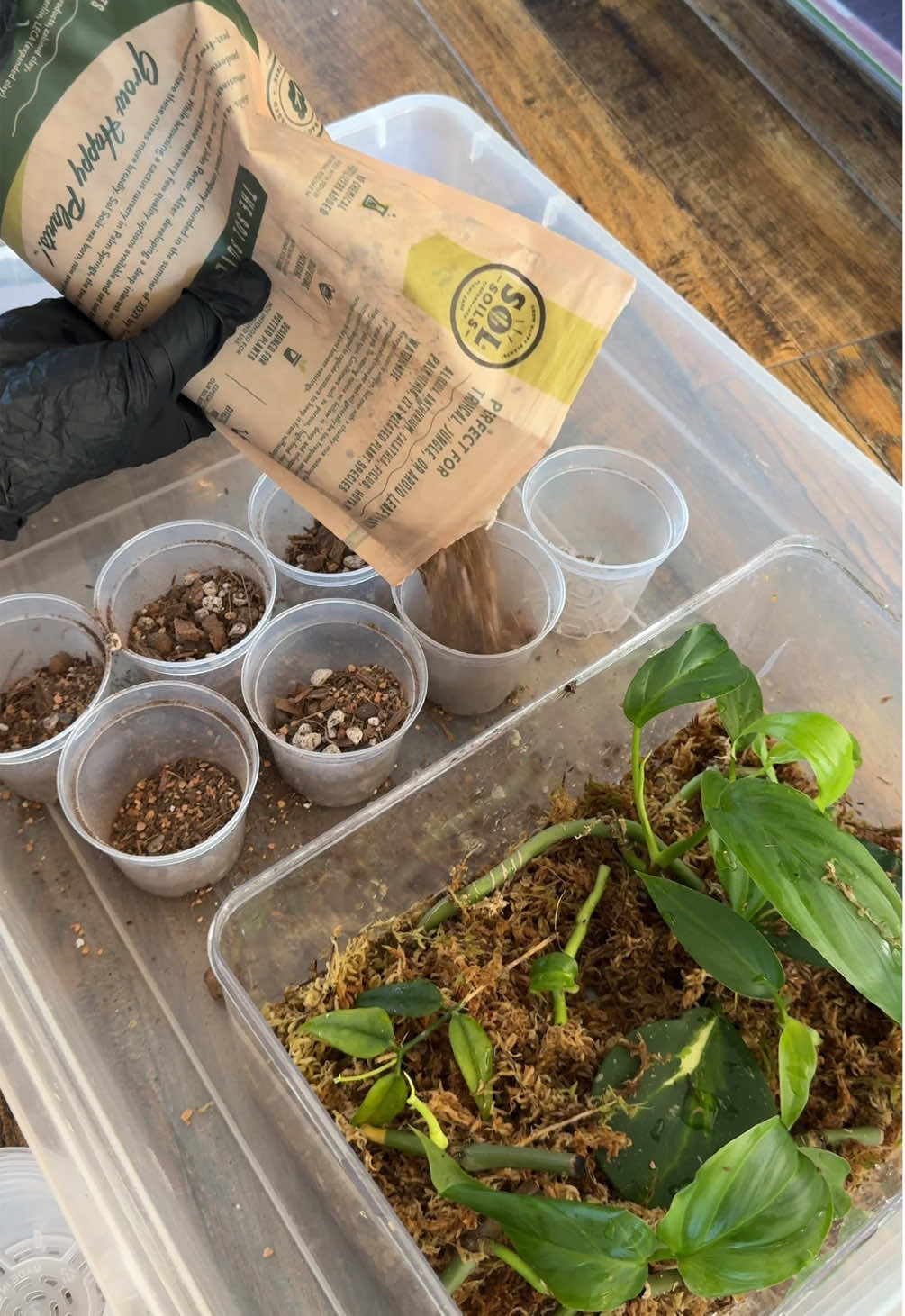 transferring my philodendron camposportum propagations to their own 3” pots.  supplies: - propagations - houseplant chunky soil mix - homenote 3” pots