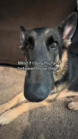 #dogtok 