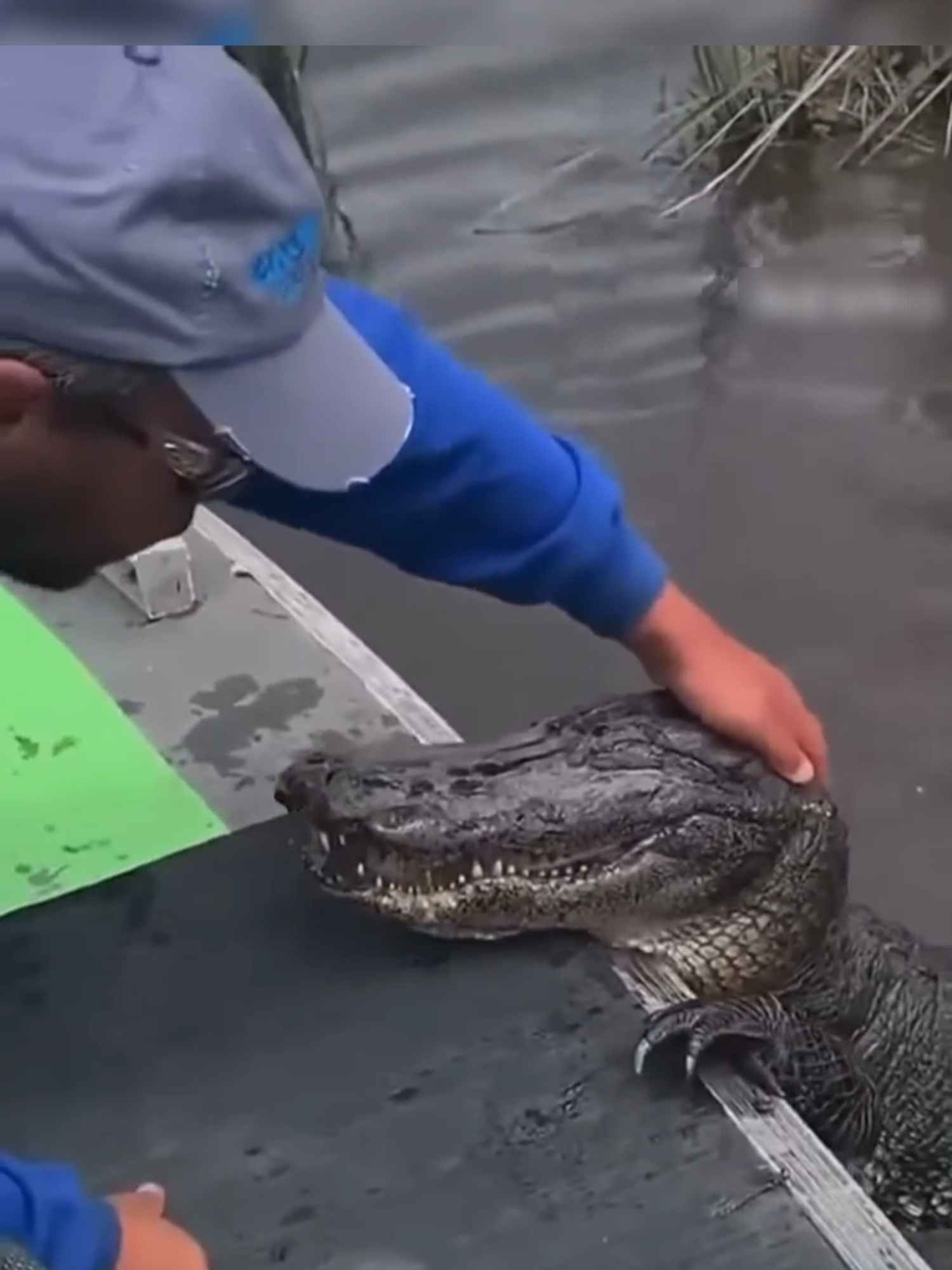 JACARÉ DA CHINA. #curiosidades #animal #bicho #jacare