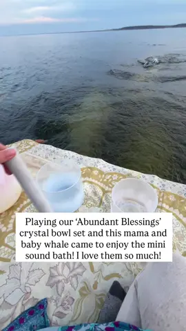 Actually I think it’s two mamas and two babies! One pair on the side! 🥰✨ The crystal bowl set I’m playing here is from our own line, @soulstar.singing.bowls Soulstar Singing Bowls, and it’s called ‘Abundant Blessings’… I’m playing it in 528 hz ~ the frequency of love and miracles 🙏🏻 It’s our featured set of the month — $500 off, plus FREE SHIPPING STOREWIDE to celebrate our one-year crystal bowl anniversary. 🎉  If you feel called to bring the magic of whales and crystalline sound into your own space, you can find it all waiting for you at 🌊✨  www.soulstarsoundsanctuary.com  Beluga Blessings!  Demetra #soundhealing  #crystalsingingbowls  #vibrationalhealing  #crystalhealing  #crystalbowls  #soundhealer  #528hz  #energyhealing  #sacredsound  #belugawhale  #whalesongs #crystalbowlstore