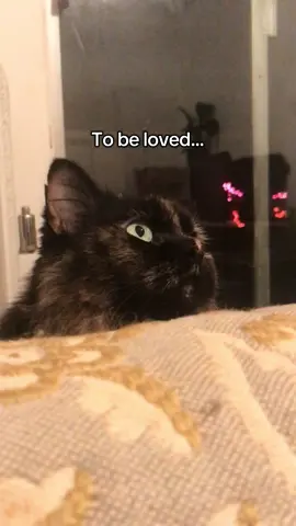 My sweet girl crossed the #rainbowbridge last friday, hoping all of your babies were there to greet her❤️