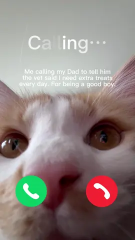 Real life. #cats #cattreats #CapCut