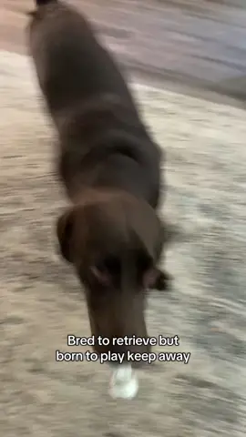 A master of his craft #dogs #dogsoftiktok #labsoftiktok #labeadorretriever #chocolatelab #fyp 