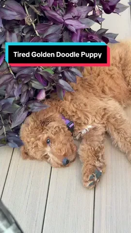 I was hopeful for a clingy puppy that wants to cuddle but my Teddy likes his space. I’m hopeful he’ll warm up to my cuddles 🥰 #goldendoodlesoftiktok #goldendoodlepuppy #clingypuppy 