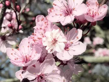 cherry blossom #fyp #cherryblossom #sakura #foryou #fypシ゚ #moodboard #flower #japan #blossom #pinterest #foryoupage #aesthetic #edit #xybca #viral #targetaudience 