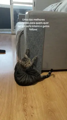 Ela é tão preguiçosa que arranha deitada kkkkkkk #arranhadorsofá #gatos #gatostiktok #catsoftiktok #fyp 