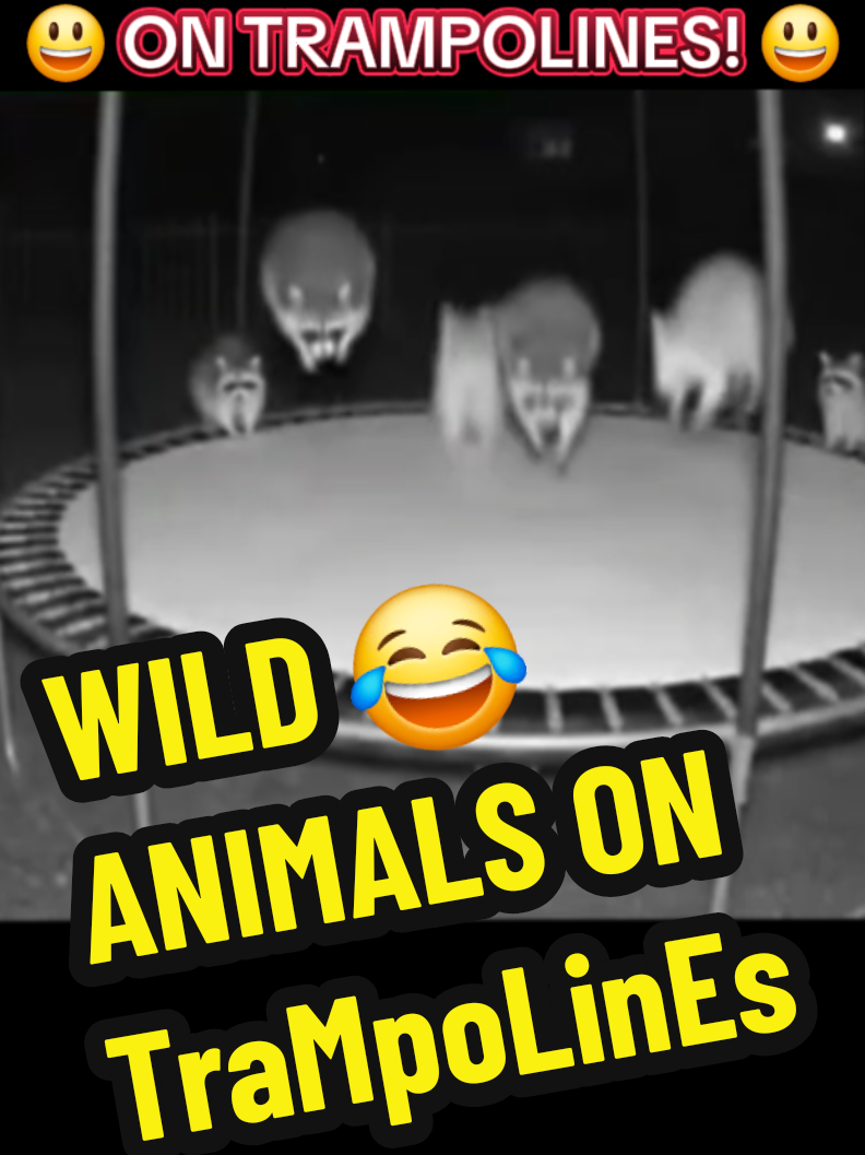 😃 WILD ANIMALS ON TRAMPOLINES! 😃 Caught on Camera!  JUMP AROUND! #funnyanimals #trampoline #funnyvideo  #caughtoncamera  #animalsontrampolines  #racoons #bears 