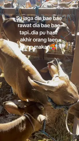 Ini bukan soal makan#nnttpride🏝🔥 #galaubrutal #kulisapiitetepsemangat #fypviraltiktok🖤シ゚☆♡ 