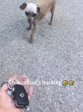 Chihuahua’s barking#funny #funnyvideos #dog #funnydog #usaus #fyp #dogs 