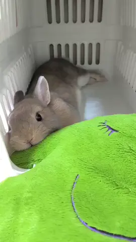 のんびり〜🐰🤎 #もなぴ #ネザーランドドワーフ #うさぎ 