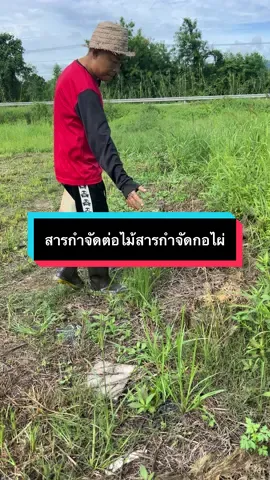 #สารกำจัดต่อไม้#สารกำจัดกอไผ่#สารกำจัดหญ้า 