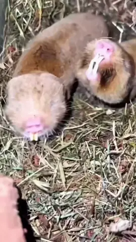 Underground engineer: who is the giant mole rat?  The giant mole rat is a rare rodent that lives underground in Eastern Europe, Asia, and the Caucasus. Nearly blind, its eyes are covered with skin. It navigates using smell and ground vibrations.  Its teeth work like a pickaxe. It digs tunnels up to 100 meters long.  The lips close behind the incisors, keeping soil out of the mouth. It feeds on roots and tubers.  It lives in colonies with strict hierarchy. Tunnels include chambers for food, offspring, and waste. The system works like an anthill. Lifespan is up to 20 years. Naturally resistant to cancer. Scientists are studying its DNA to search for medical breakthroughs.  First described in 1774 by German naturalist Peter Simon Pallas in the southern Russian steppes. #animals #molerat 