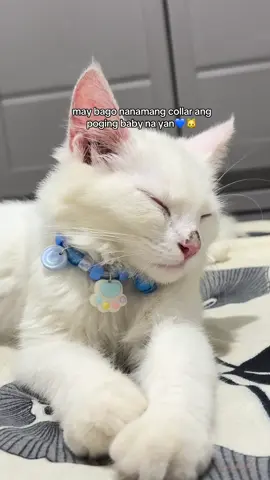 cutie 58 pesos lang🥰 #petcollar #catcollar #fyp #catsoftiktok #catsvideo 