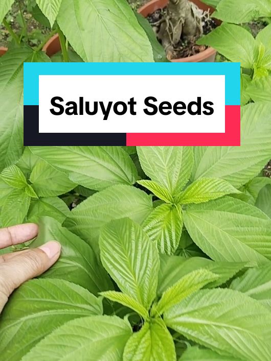 Saluyot Seeds  Maganda benifits ng saluyot ,kaya magtanim na tayo. #saluyot #seeds #plants #garden 