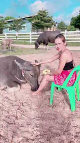 ซ้อมุขไหว้แม่เนื่องในวันแม่#viralvideo #ซ้อมุขเงิน #dcrfarmควายงามบ้านโคกสูงตําบลยาง #ซ้อมุเงิน 