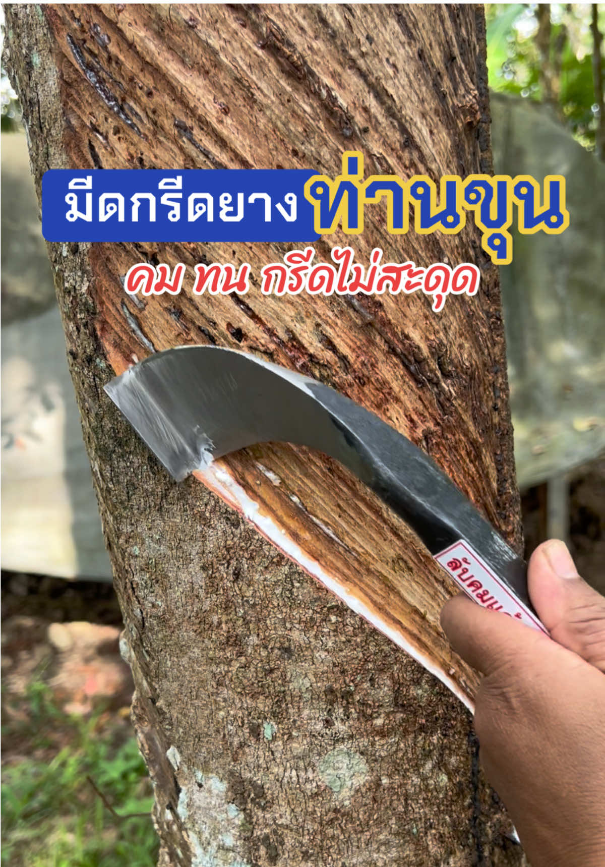 มีดกรีดยาง คมๆ ทำจากเหล็กกล้าอย่างดี คม ทน กรีดไม่สะดุด ตรงปก ไม่จกตา #มีดกรีดยาง #มีดกรีดยางคมๆ #กรีดยาง #ของดีบอกต่อ #ชาวสวนยาง 