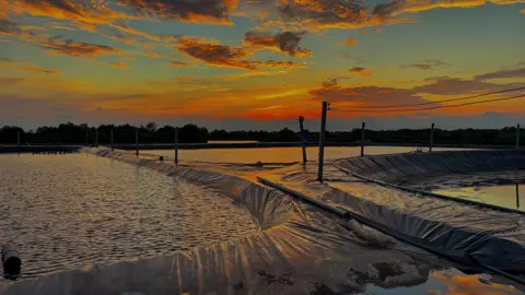 #nuoitomcongnghecao #xuhuong #abcxyz 