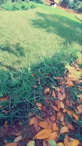 Assalamu'alaikum... wilujeng siang sahabat vt q yg baik hati 🙏🥰🥰 pasawahan indah #pemandangan pesawahan #lagu Sunda viral #fypシ゚