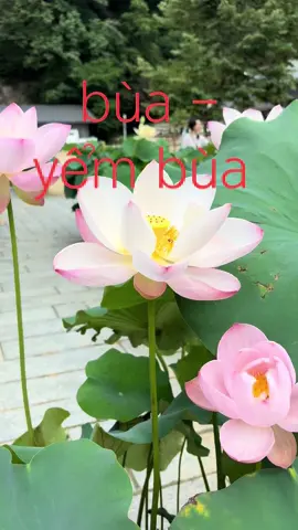 bùa - yểm bùa #thanhdong364 #vandaptamlinh #buayembua 