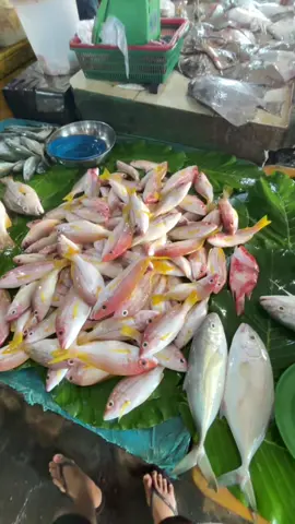 Healing low budget versi aku 🤣 #pasarikan #pasarinduk #pasarinpres #ikansegar #ikanlaut #ikanhiu #pasartanjung #ikanbakar #ikankembung #cumi 
