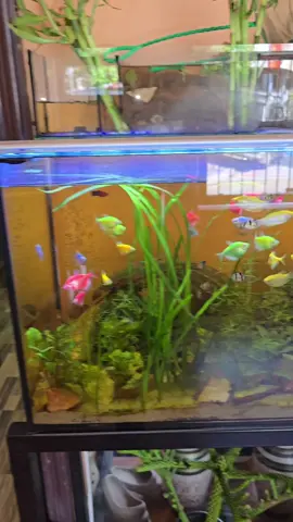 Aquarium water filter pump A3000 aquarium filter aquaspeed submersible water pump #aquaspeedsubmersiblepump  #aquariumpump cycle filter #submirsiblepump aquarium. #aquariumwaterpump 