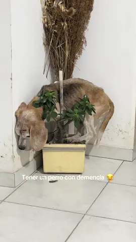 La vida de los ancianitos 🫶 #perro #perros #dog #dogmom#perritos #demencia #beagle 