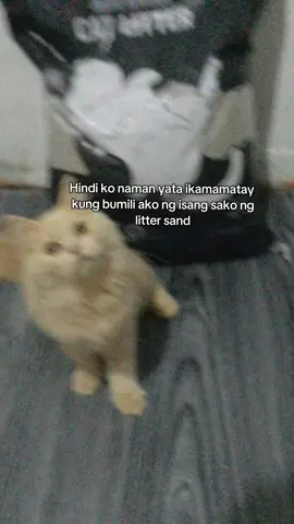 Para sa anak, ibibigay lahat🫶😺 #shaynesalanio #fyp #meowbuddy #littersand #cats 