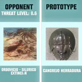 Gods perfect creations 🗣️🔥🔥#cangrejoherradura #perfeccion #formadevidadefinitiva #evolucion #extinction 