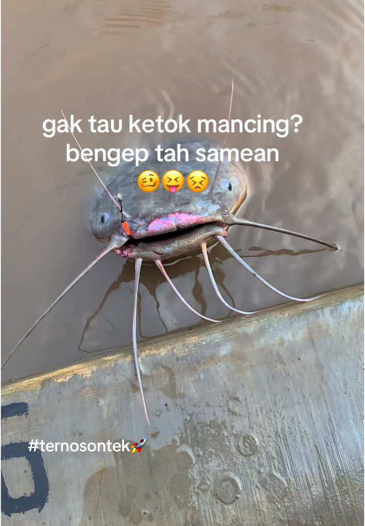 budal nguwamok nang kolam🥴🥴 #kpsumbertaman #rilislele #rilislelemalang #rilislelejawatimur #kolampancing #rilislelesidoarjo #rilislelesurabaya #mancing #gatle #galatama #gatlejatim #malang #fyp #fypシ゚ 