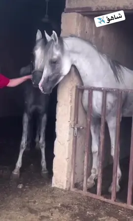 #foryuuuuuuuuuuuu #tektok #fooryupage #سباقات_الخيل #اكسبلور 