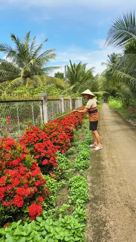 Kéo cắt tỉa cành cây trên cao 1m5 lưỡi thép sk5 siêu bén#keocatdanangsk5 #keocatcanh #keocatcanhcay #keocattiacanhcay #keocatcanhcaytrencao #dungculamvuon 