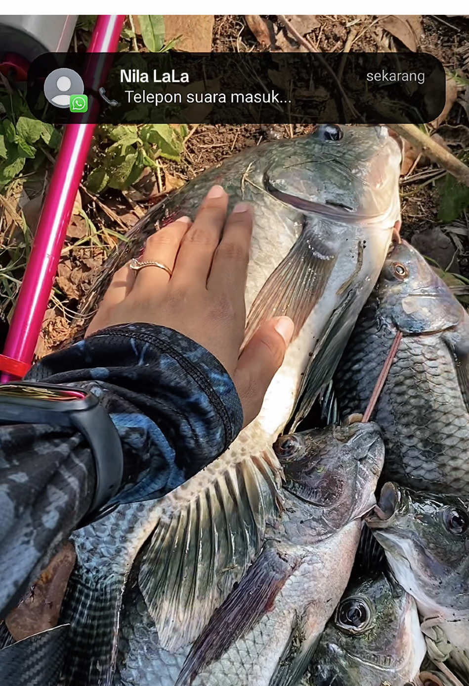 Ada Panggilan masuk dari lala 🐟@Ytb: Oci Dayanti  #ocidayanti #paserikan #pasermania #fishing #trending #pemaserwanita #alam     