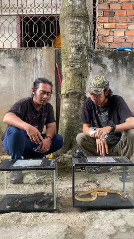 @blenk's : si jawa hitam dan lebih santai 🐍, emang iya? dua cobra indonesia #ular #jambi #kotajambi #reptiles #cobra #kobra #pawang #ularindonesia #jawa ##sumatra 