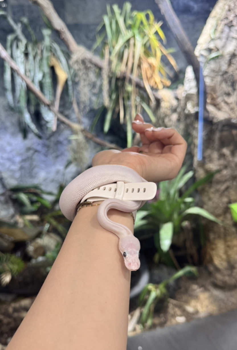 Pssssst, should I get a snake?  #fyppppppppppppppppppppppp #krwnshop #viral #snake 