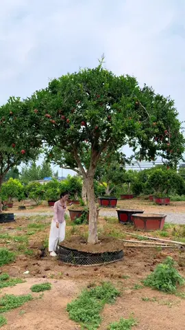 Lựu đỏ cây cảnh sân vườn #gardenhoadep #caysanvuon #caycanhdep #reels #luudo 