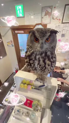 Ver.Bob🦉🐟🌟 #フクロウ #ふくろうカフェ #アニマルカフェ #owl #owls #owlcafe #animals 