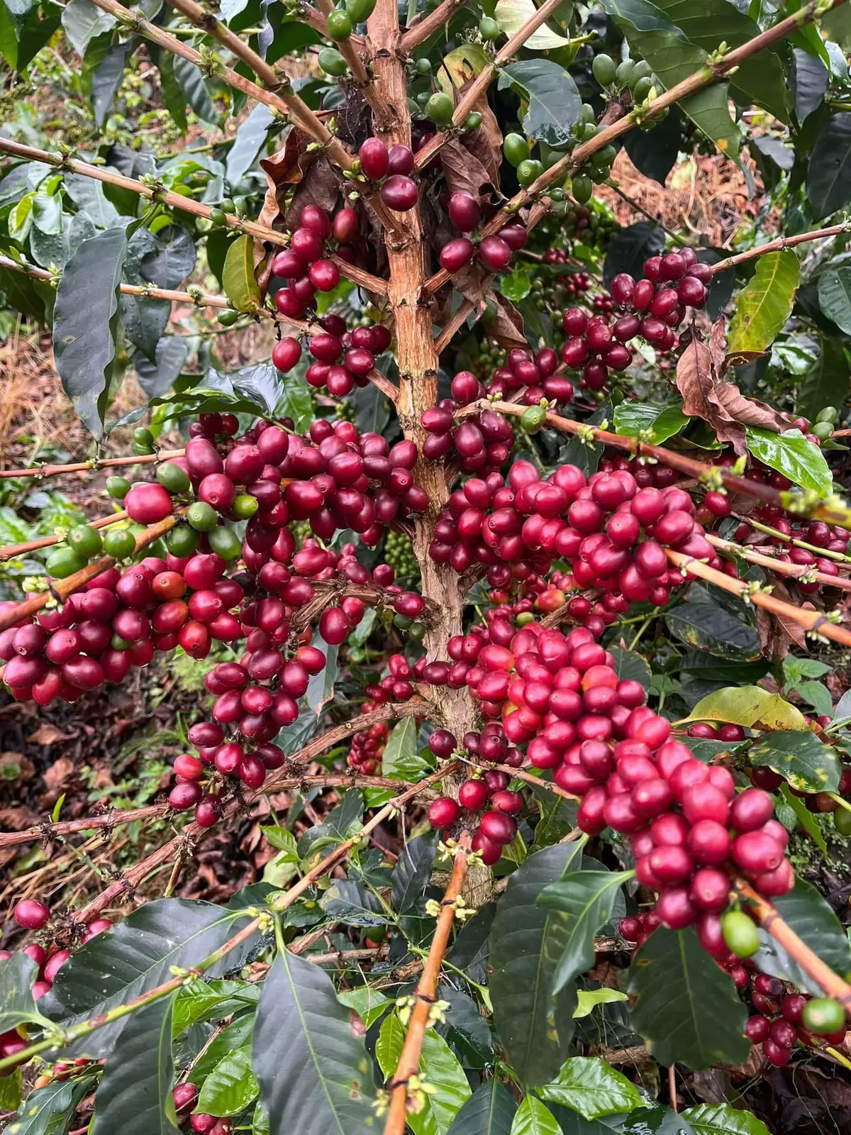 Trabajo, paciencia y amor por la tierra… 🔥 ¡Listas para la cosecha! ¿A poco no se te antoja una taza de este café?#campo #field #work #trabajo #cafe #cofee #nature 