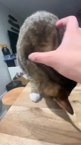 GIVE ME THAT PC #pc #giveme #loveandlighttv #cat #meow #kingkitty #pushoutproducions #wholesome