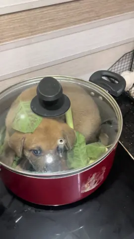 Con điêng này mồm to thì vào nồi trước