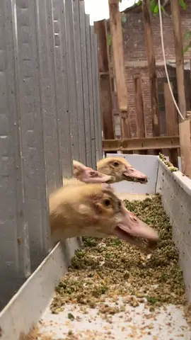 Setiap niat pasti ada jalannya #barafarm #entokjumbo #entokjumboblitar #entok #kandangentok #peternakentok #entokrambon 