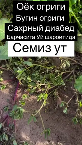 semiz ot #shifobaxsh #rek #giyoxlar 