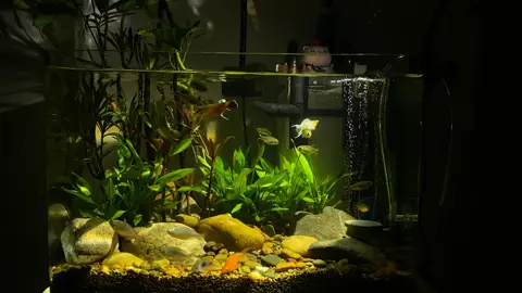 Bể cá chill mỗi tối của bạn như thế nào? #trending #chill #thuysinh #tamtrang 