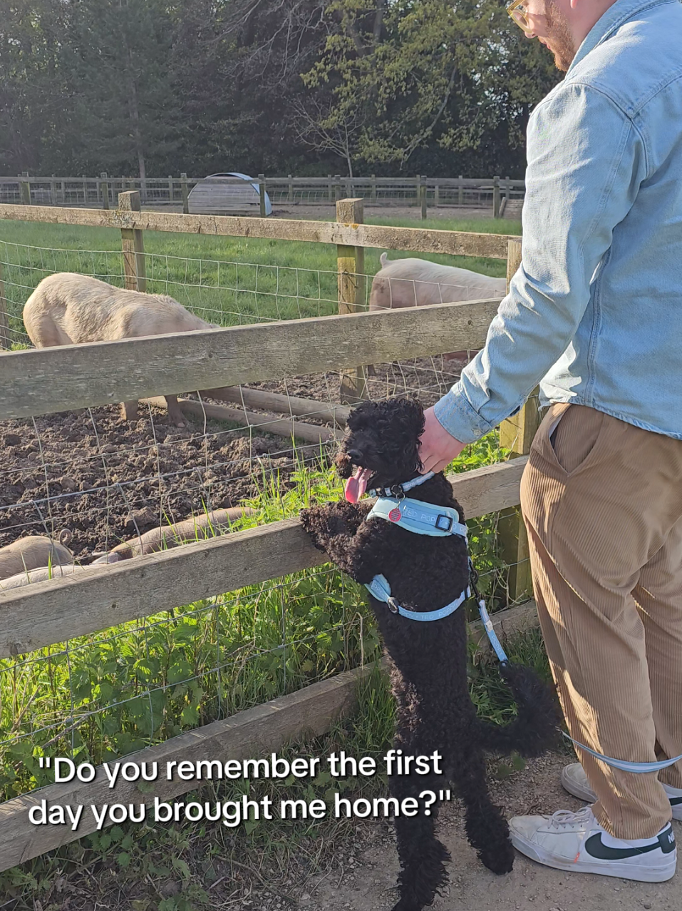 My Boy ❤️ 5 years with you 🫶 #doyouremember #Flashback #dogpickup #poodle #dogvideo #puppy 