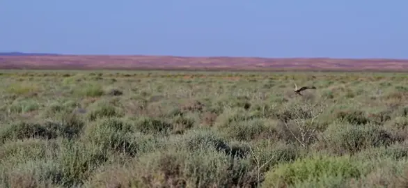 محمية حره الحره #_☹️☹️🌷🌷